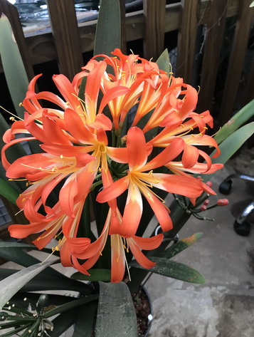 Frösådd clivia spider. 1-3 Blad, 300:-/planta.